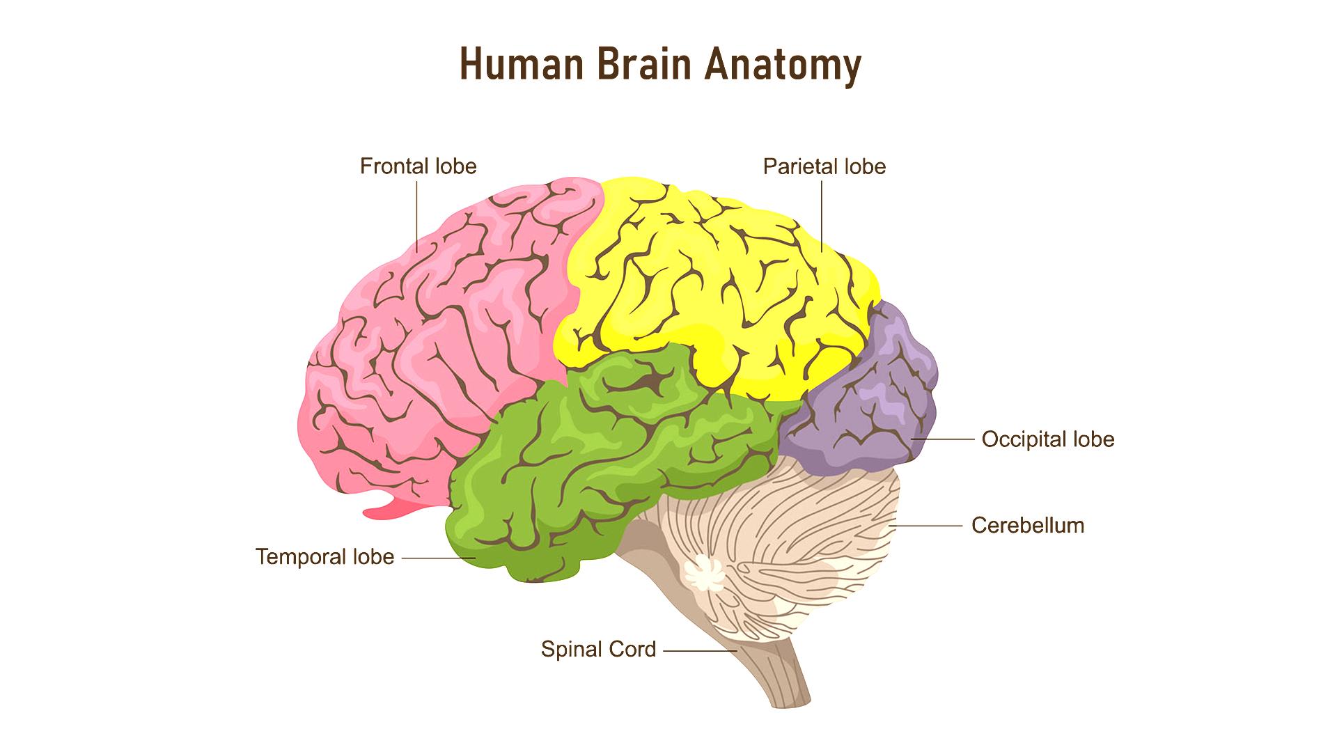 Brain Lobes Anatomy